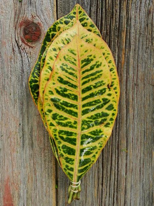  CROTON GREENS